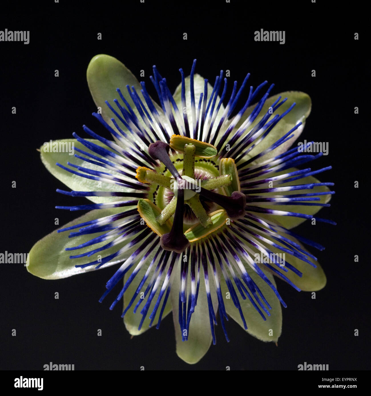 Passiflora caerulea, Passionsblume ; ; Banque D'Images