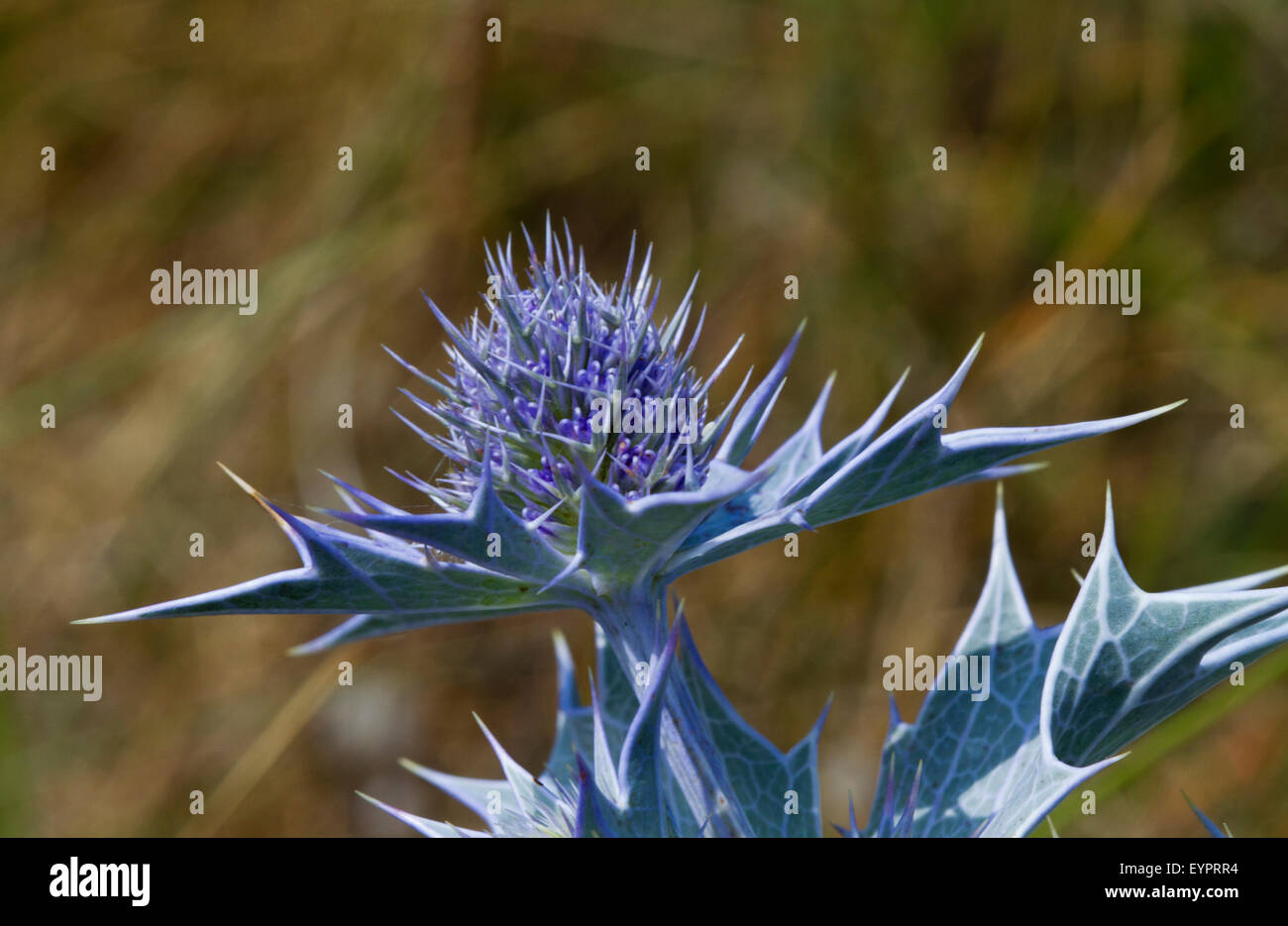 Mer Méditerranée holly ou l'eryngo Bourgati (Eryngium bourgatii), un chardon bleu Banque D'Images