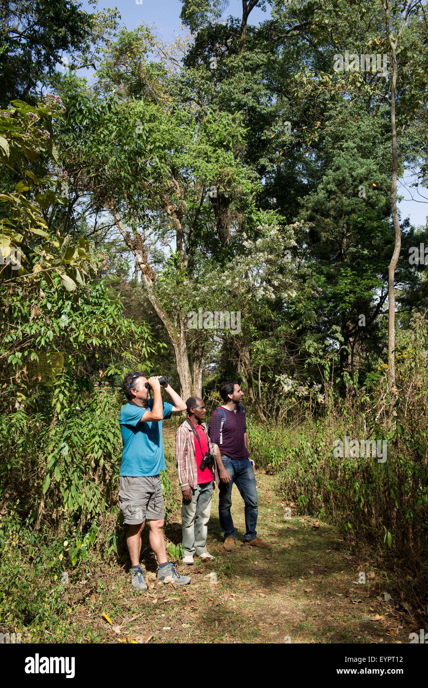 L'observation des oiseaux dans Lephis Forêt, Ethiopie Banque D'Images
