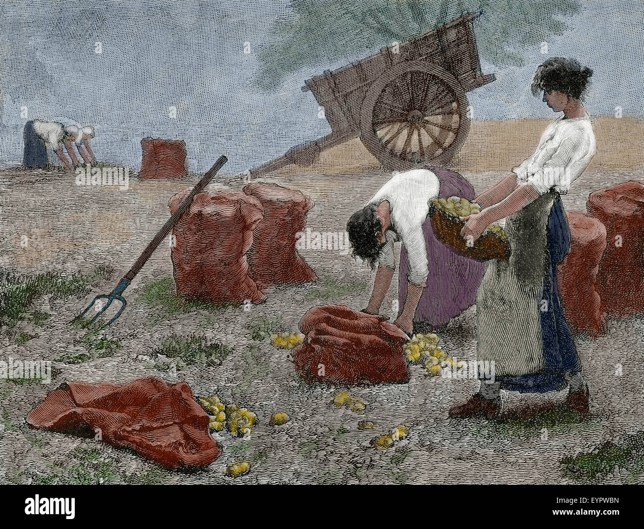 Histoire de l'agriculture. La tonte. Gravure, 19ème siècle. Banque D'Images
