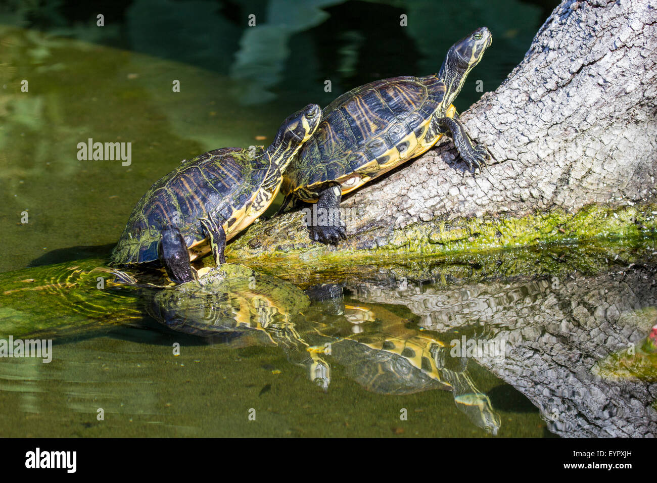 Deux étang, les tortues Trachemys scripta scripta, reposant sur une branche morte dans un petit lac. Ce moyennes semi-aquatiques tur Banque D'Images