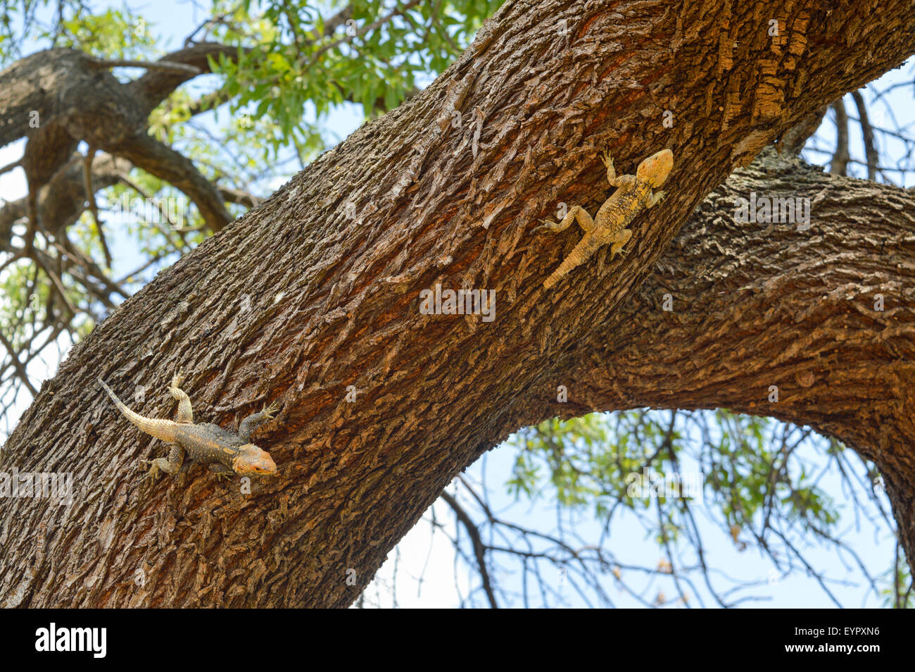 Chasse Les lézards sur l'écorce des arbres Banque D'Images