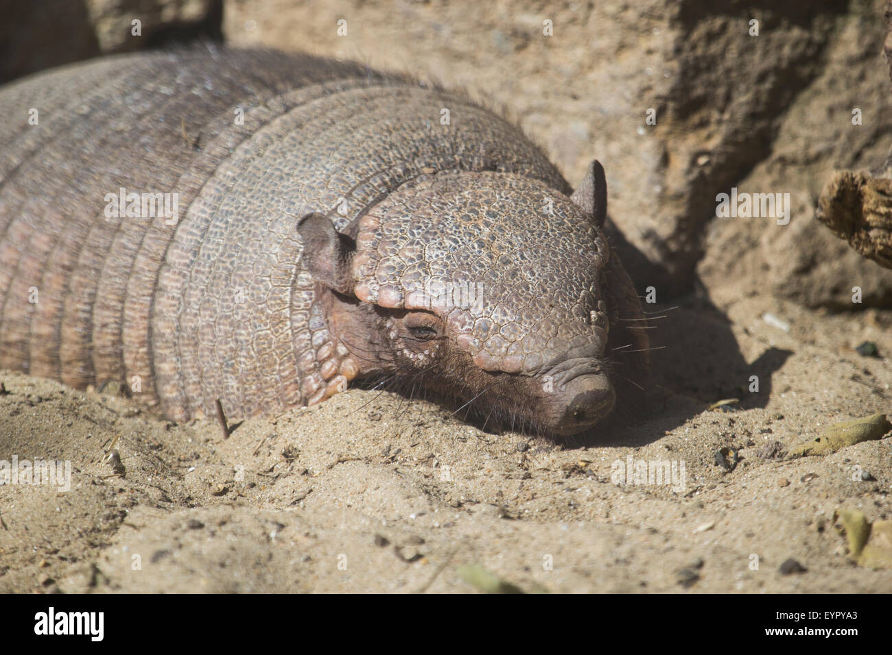 Un grand tatou velu, Chaetophractus villosus, reposant sur le sable dans une journée ensoleillée Banque D'Images