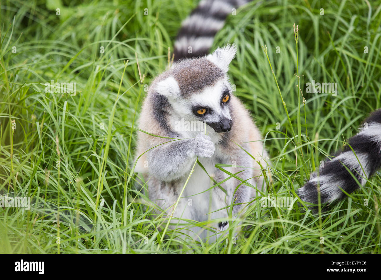 Un ring-tailed lemur, Lemur catta, manger sur le terrain entre l'herbe Banque D'Images