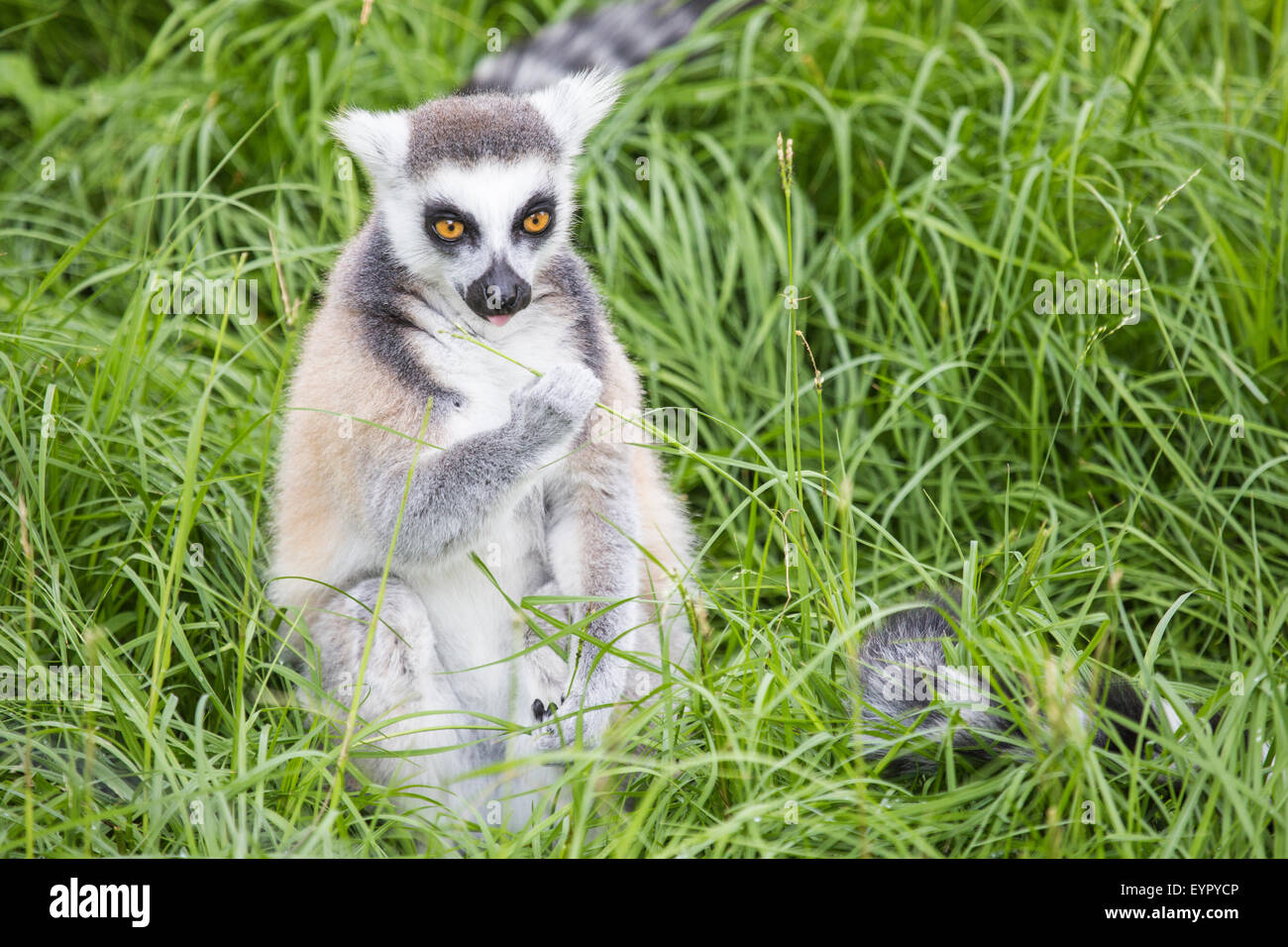 Un ring-tailed lemur, Lemur catta, l'alimentation au sol dans l'herbe Banque D'Images