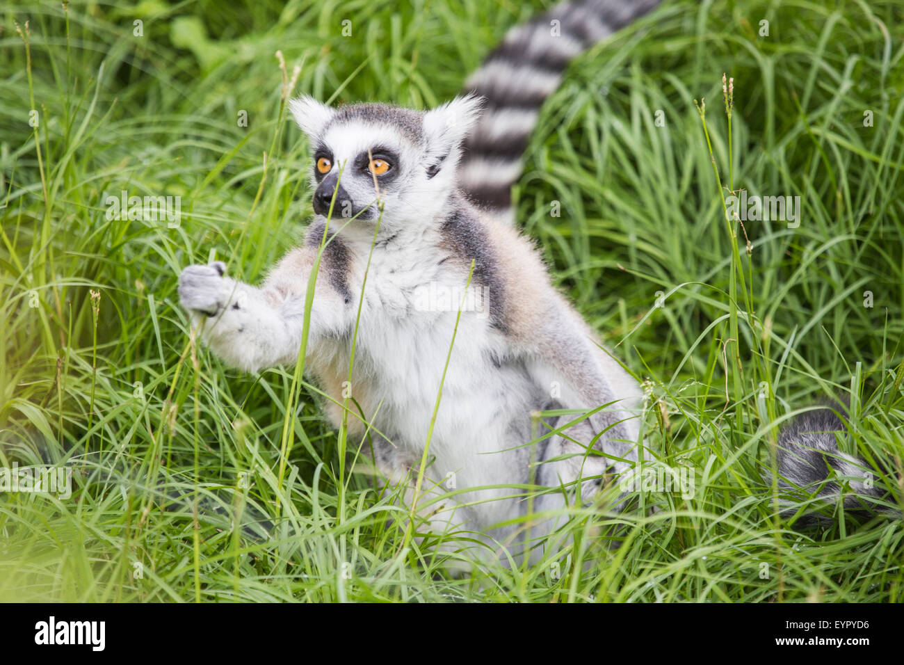 Un ring-tailed lemur, Lemur catta, attrapant un brin d'herbe Banque D'Images