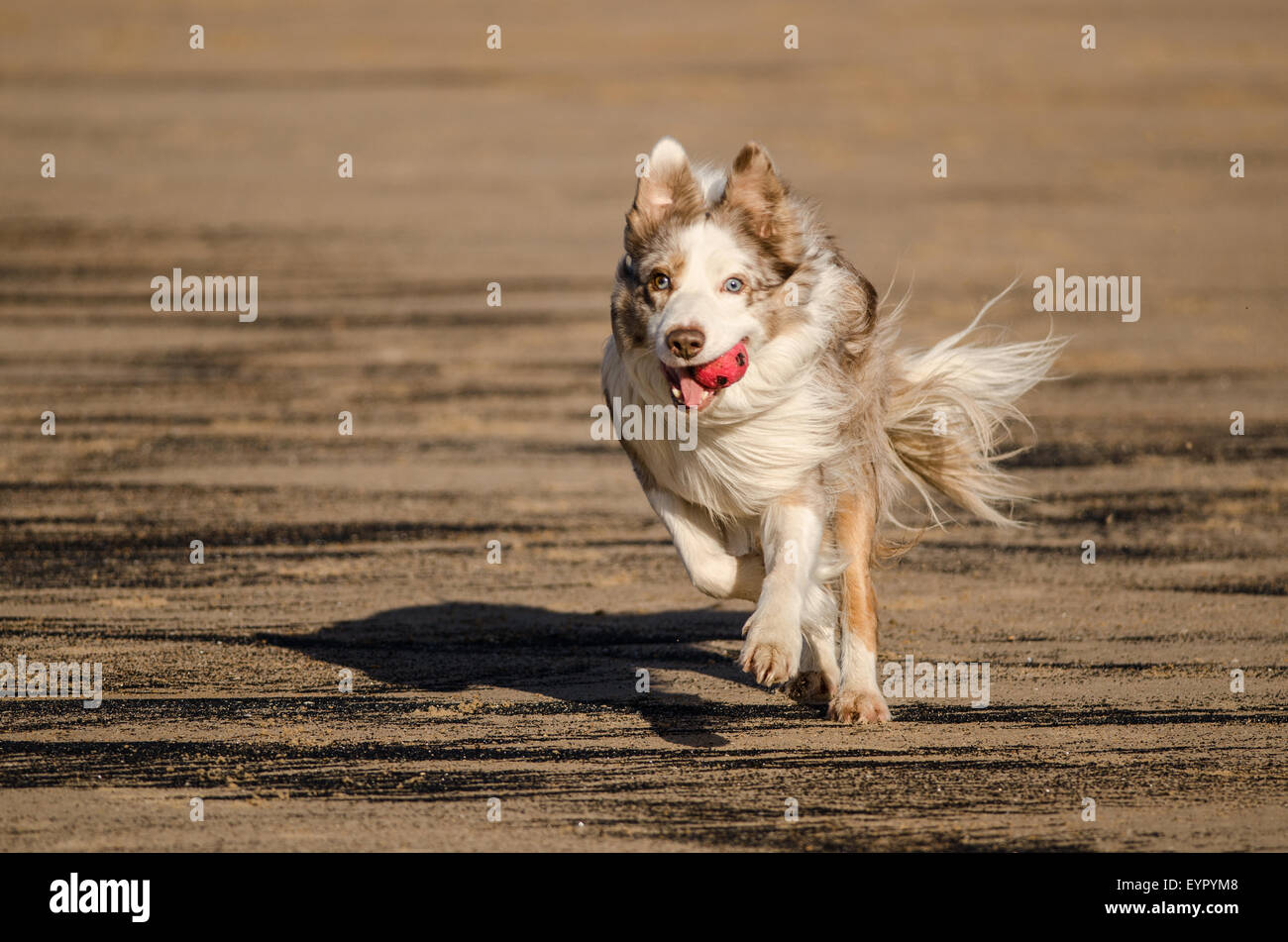 Chien qui court eau plage, jeu, joie, exécuter, mignon, humide, de l'océan, retriever, action, Golden, sable, sain, splash, l'exécution, à l'extérieur, Banque D'Images