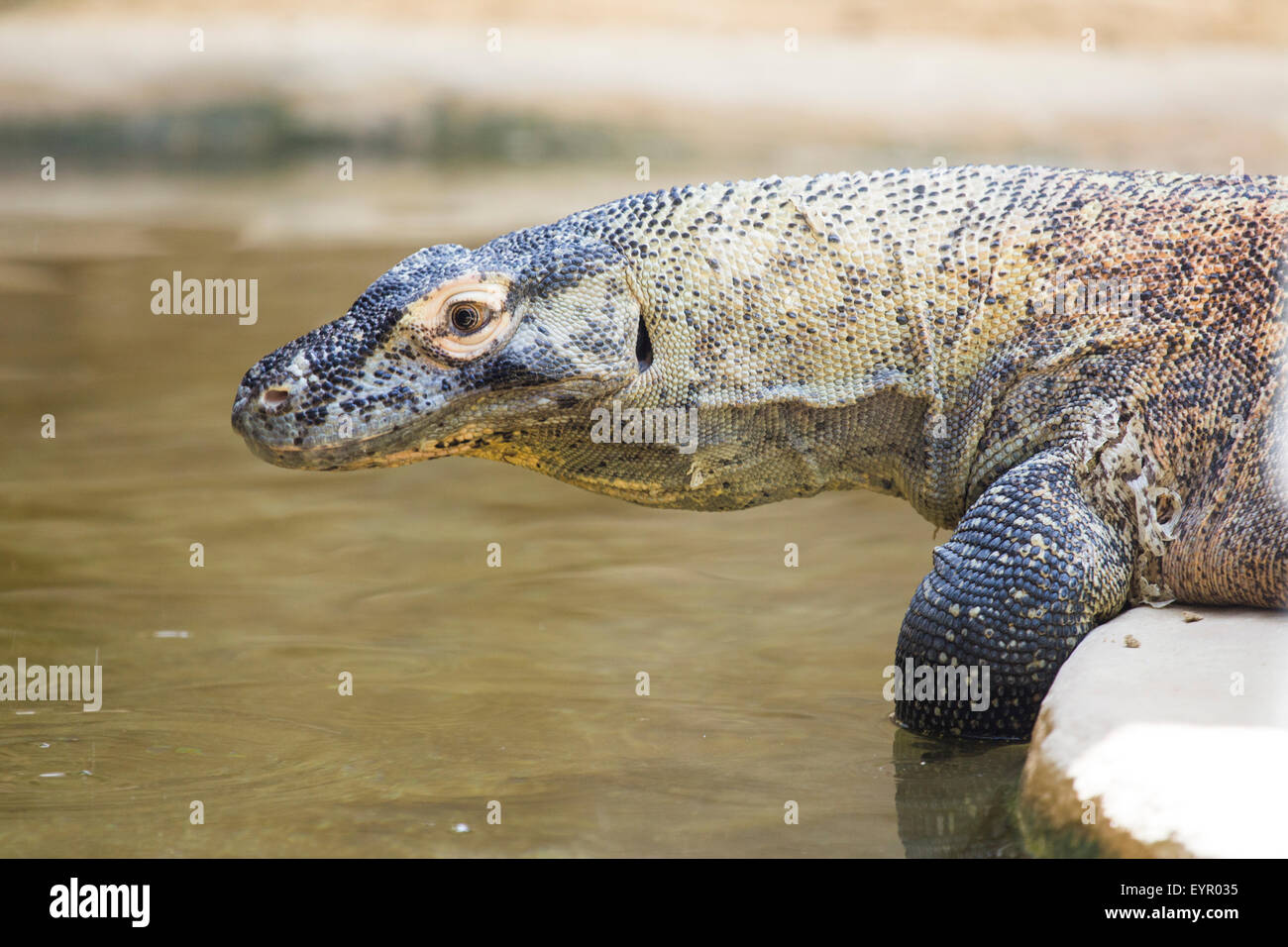 Un grand dragon de Komodo, Varanus komodoensis, près de l'eau pour boire Banque D'Images