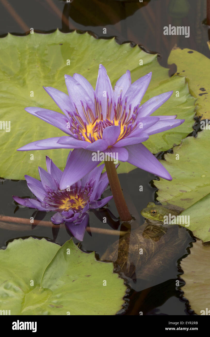 (Lithobates catesbeianus grenouille taureau américain), indigène de l'Amérique du Nord (Rana, catesbiena), Washington, District of Columbia, o Banque D'Images