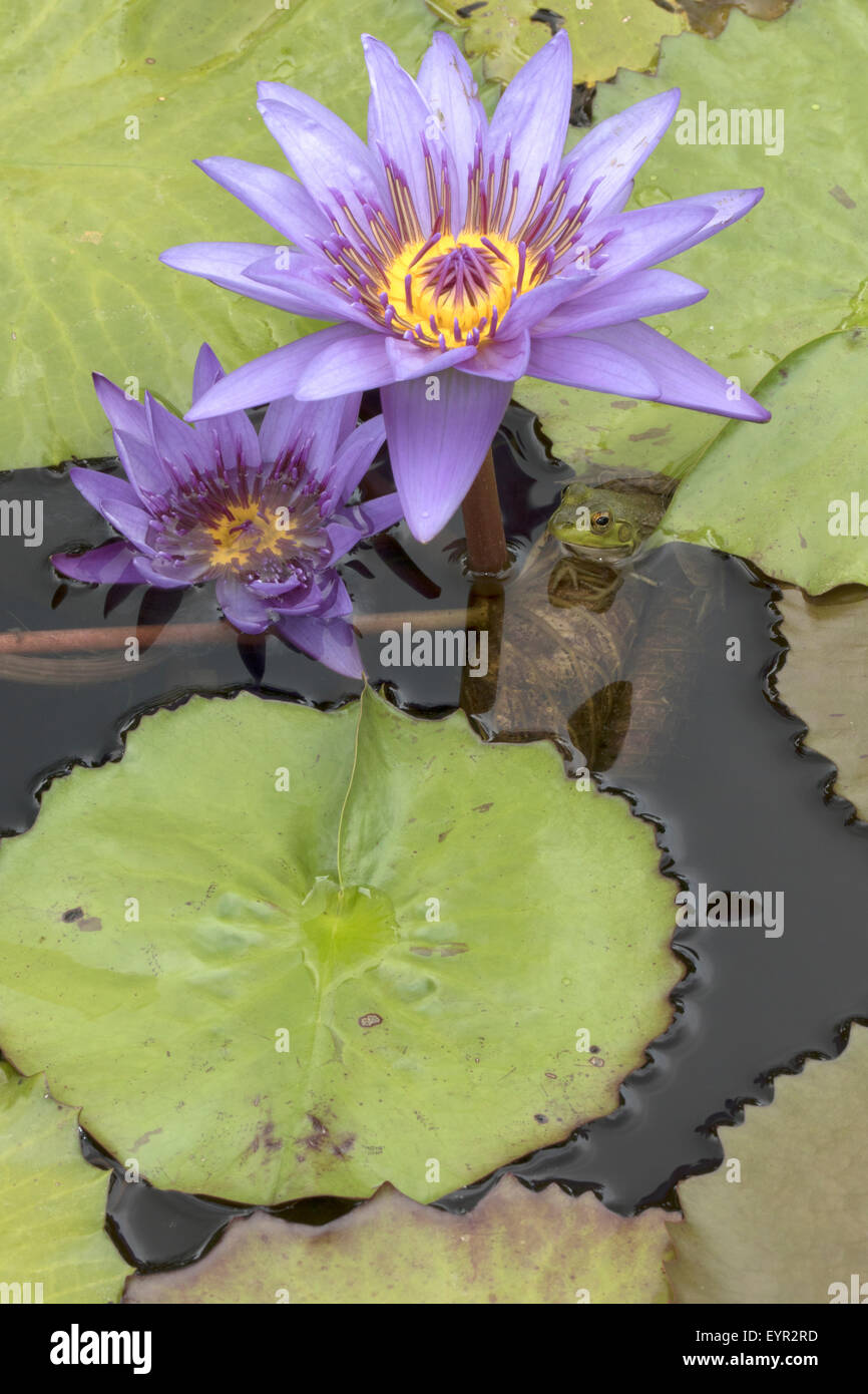 (Lithobates catesbeianus grenouille taureau américain), indigène de l'Amérique du Nord (Rana, catesbiena), Washington, District of Columbia, o Banque D'Images