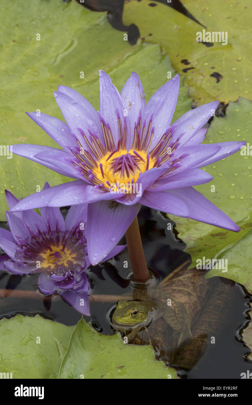 (Lithobates catesbeianus grenouille taureau américain), indigène de l'Amérique du Nord (Rana, catesbiena), Washington, District of Columbia, o Banque D'Images