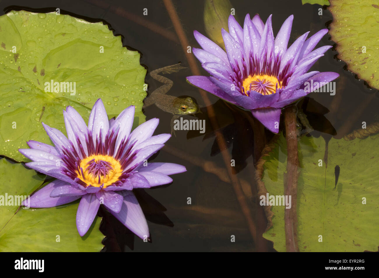 (Lithobates catesbeianus grenouille taureau américain), indigène de l'Amérique du Nord (Rana, catesbiena), Washington, District of Columbia, o Banque D'Images