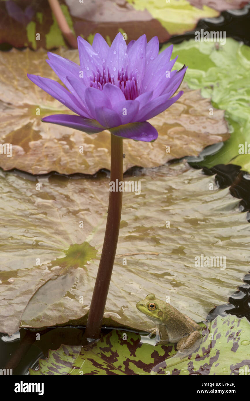 (Lithobates catesbeianus grenouille taureau américain), indigène de l'Amérique du Nord (Rana, catesbiena), Washington, District of Columbia, o Banque D'Images