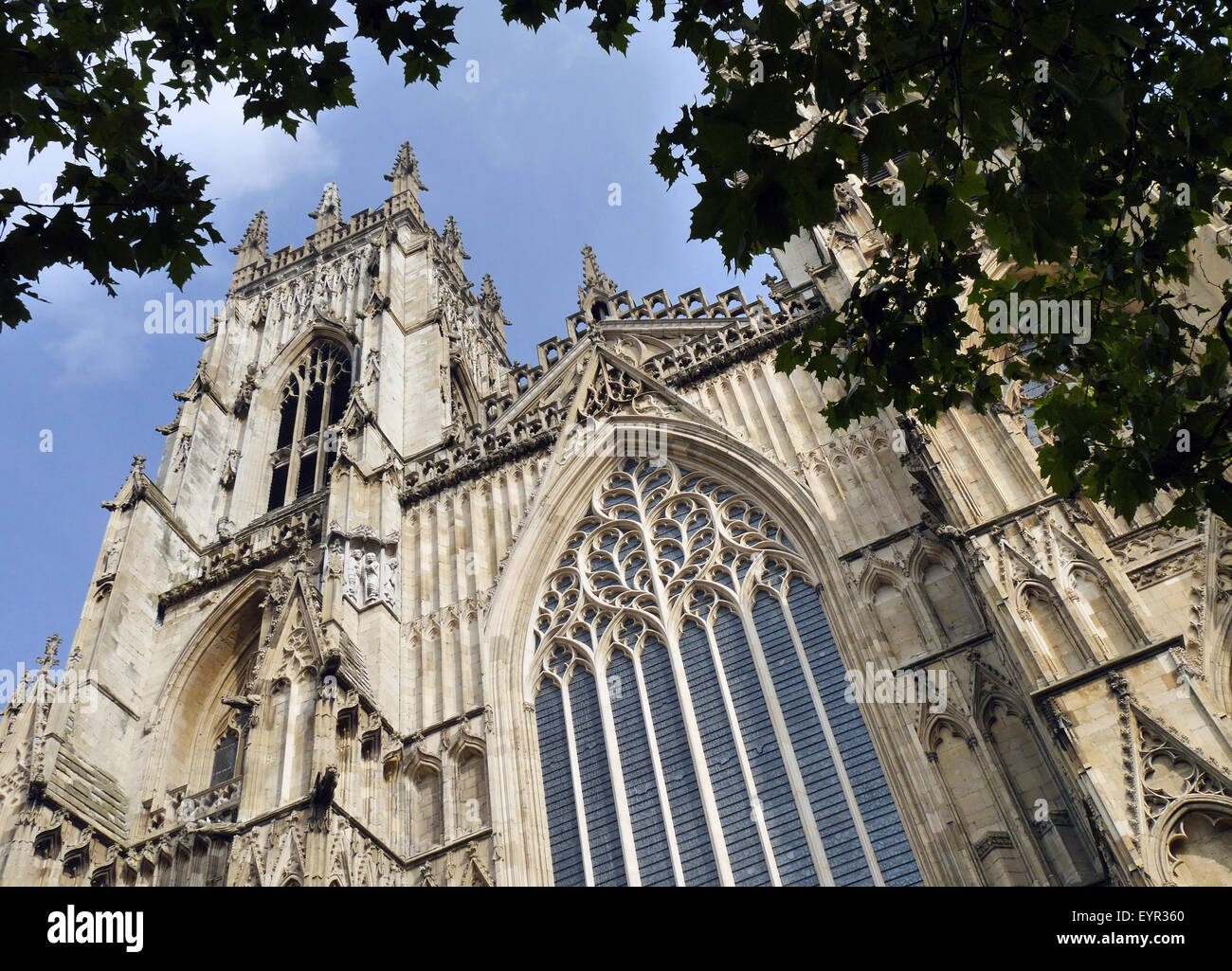 Vue de carte postale de la cathédrale de York de sous arbre. York, North Yorkshire, Angleterre, Royaume-Uni. Banque D'Images