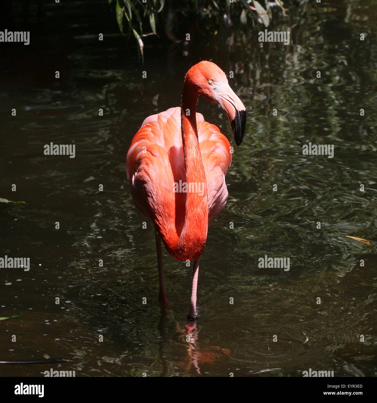 Ou des Caraïbes flamingo (Phoenicopterus ruber) de nourriture dans un ruisseau, face à huis clos Banque D'Images
