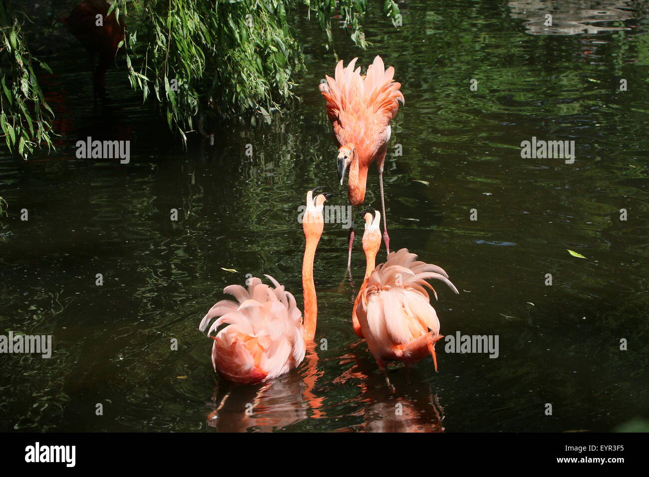 Trois l'audacieuse ou des Caraïbes des flamants roses (Phoenicopterus ruber) combats, tempère la torche Banque D'Images