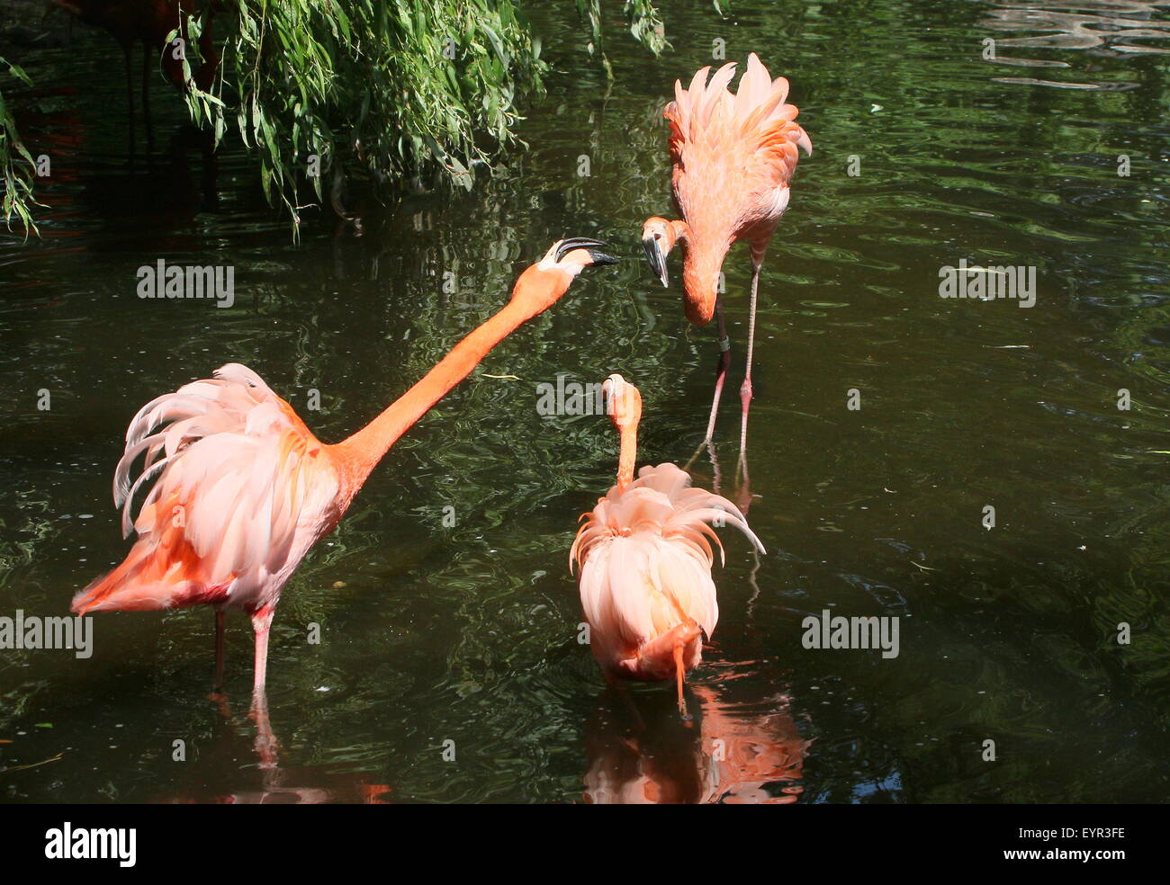 Trois l'audacieuse ou des Caraïbes des flamants roses (Phoenicopterus ruber) combats, tempère la torche Banque D'Images