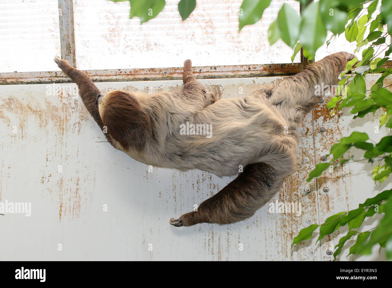 L'Amérique du Sud deux orteils, sloth Linné ou dans le sud de deux doigts (Choloepus didactylus) paresseux au Zoo Dierenpark emmen, Pays-Bas Banque D'Images