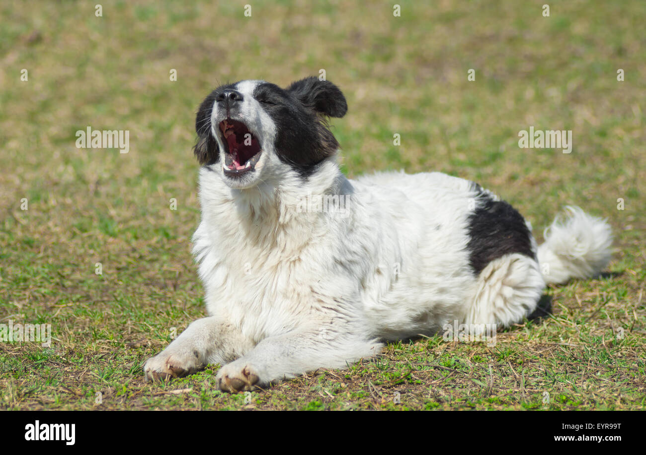 Le bâillement chien assis sous le premier soleil du printemps Banque D'Images