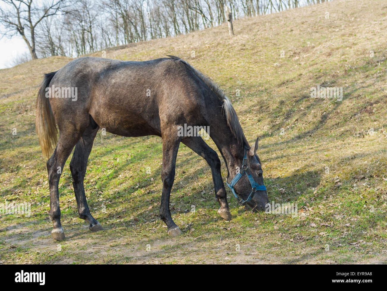 Jeune cheval premier pâturage herbe fraîche sur un pâturage de printemps Banque D'Images