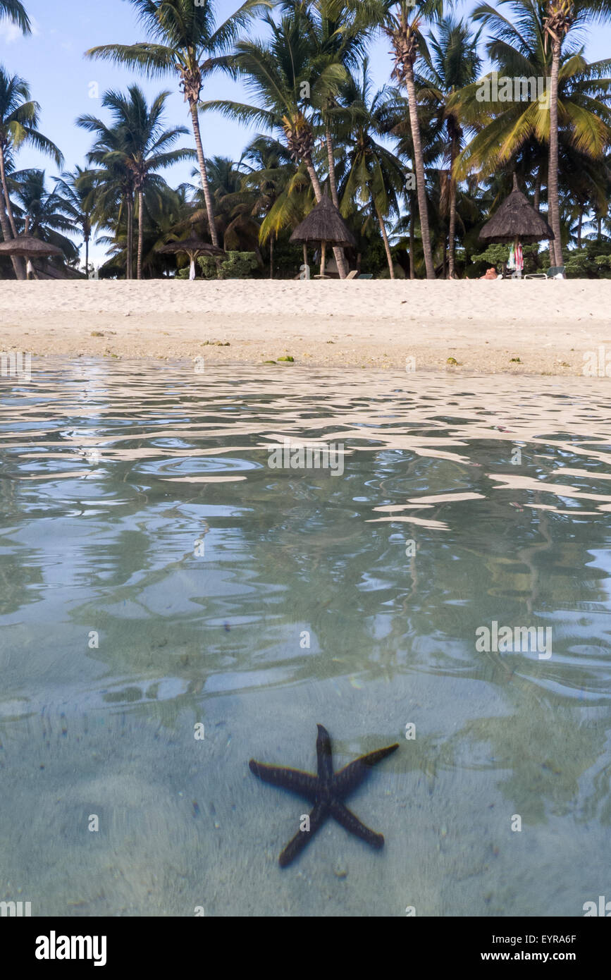 Flic en Flac, Maurice. sea star sous l'eau transparente sur la plage avec des palmiers. Banque D'Images