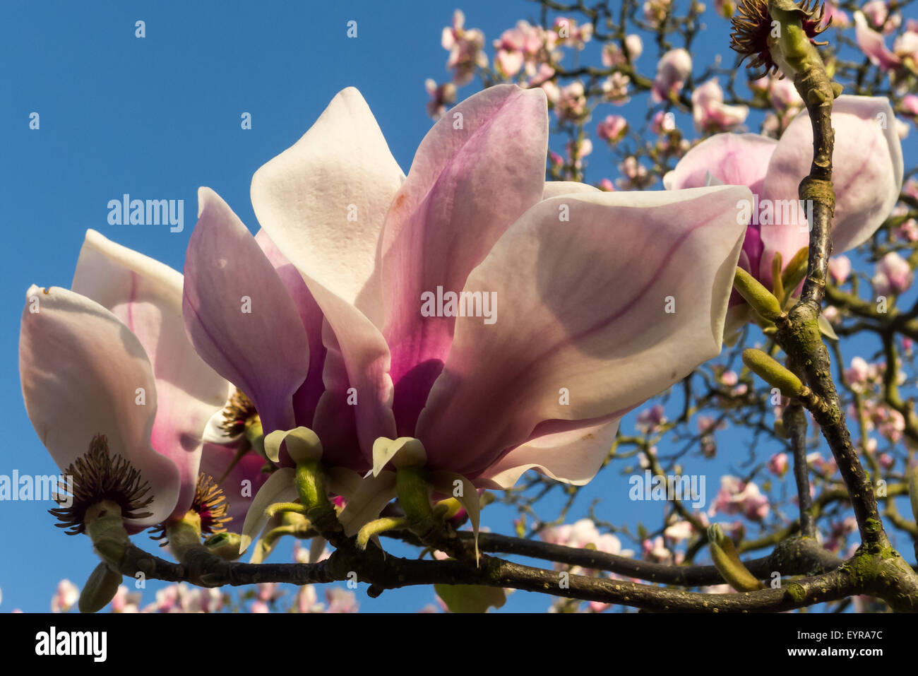 Royal Botanic Gardens, Kew, Surrey, Angleterre. Détail de fleur de Magnolia. Banque D'Images