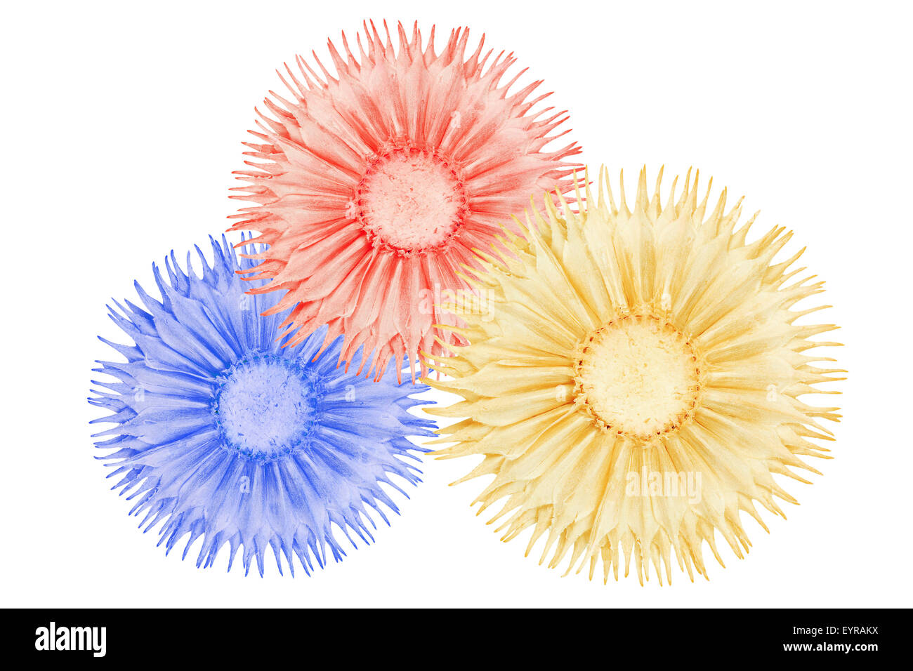 Fleurs colorées sur fond blanc Banque D'Images