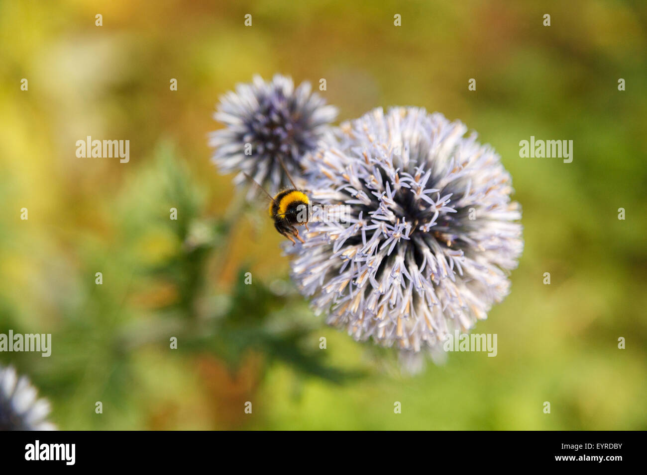 Bumbleee décolle à fleur mauve pâle tête contre le feuillage vert arrière-plan flou. Banque D'Images