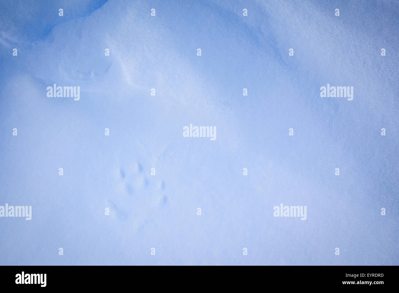 Le renard arctique (Vulpes lagopus) traces de pas dans la neige. Le Parc National de Dovrefjell-Sunndalsfjella. La Norvège. Banque D'Images