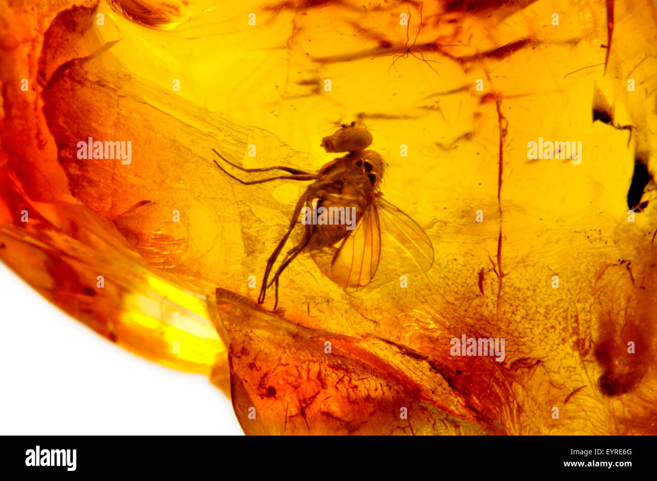 Fly préhistorique (c40-50m ans) préservés dans l'ambre baltique de Kaliningrad region, Russie. 3-4mm de long de l'insecte Banque D'Images
