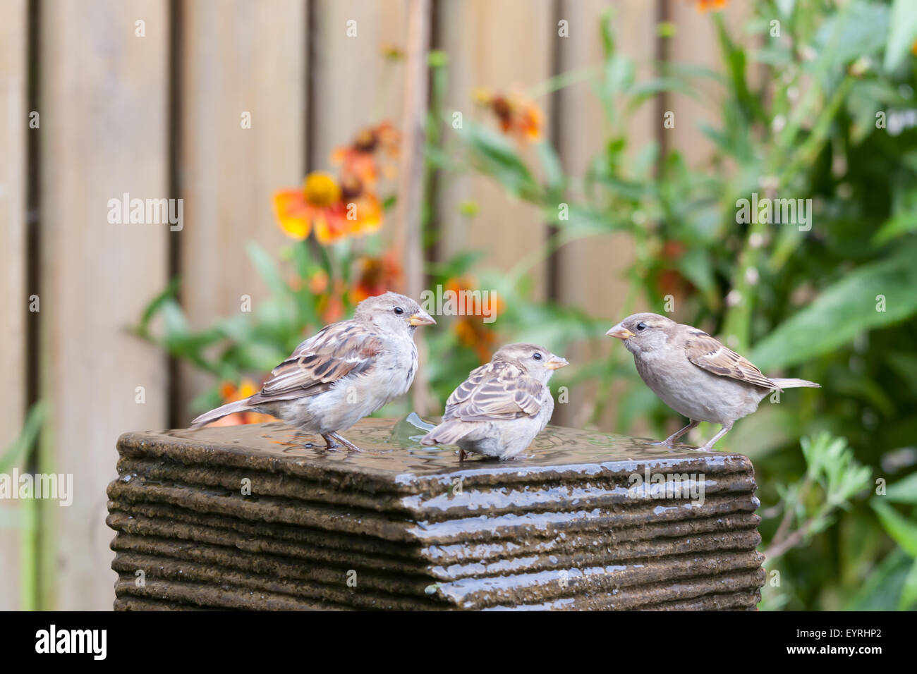 Trois petits moineaux à une fontaine de jardin Banque D'Images