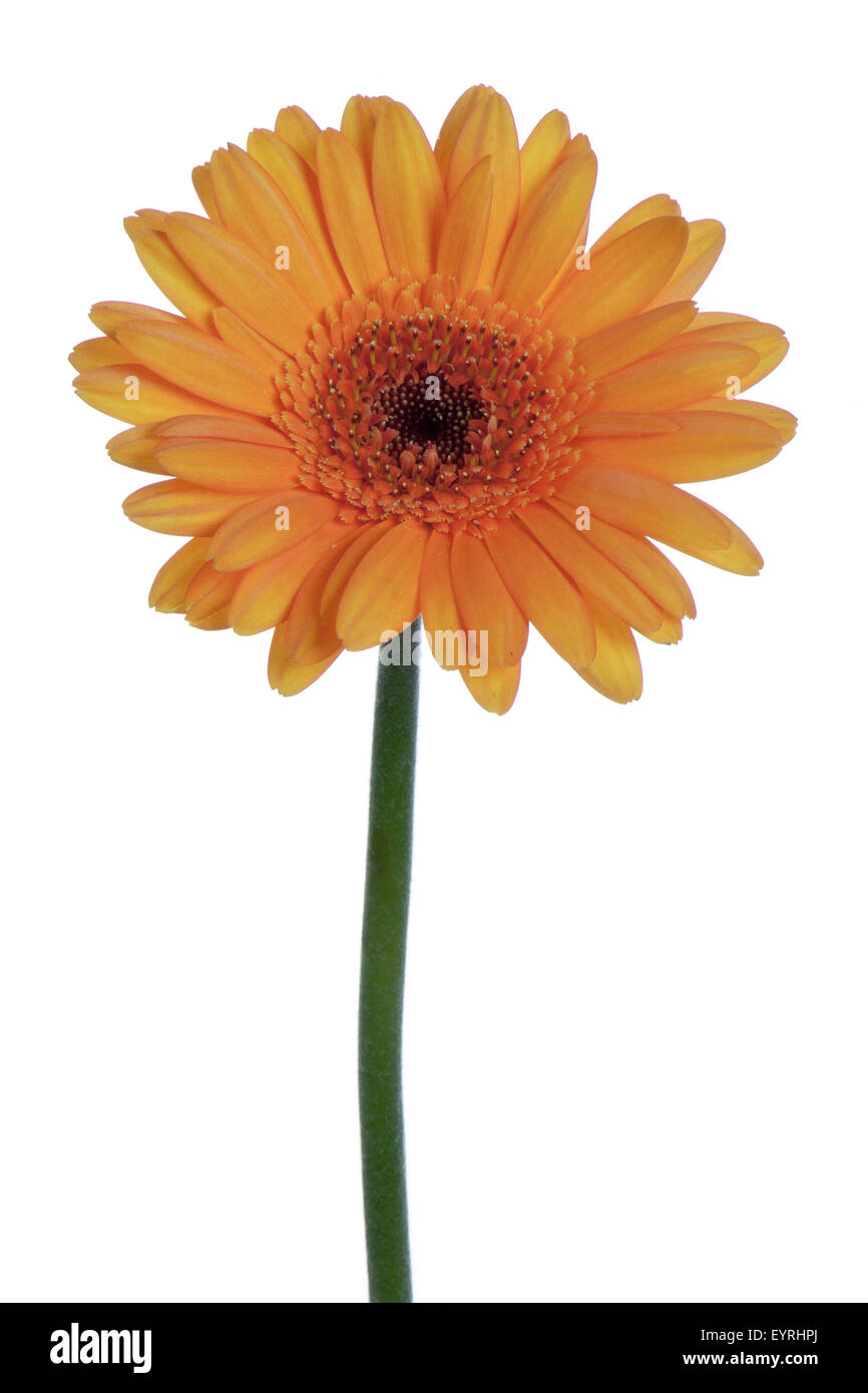 Beau gerbera orange, isolated on white Banque D'Images