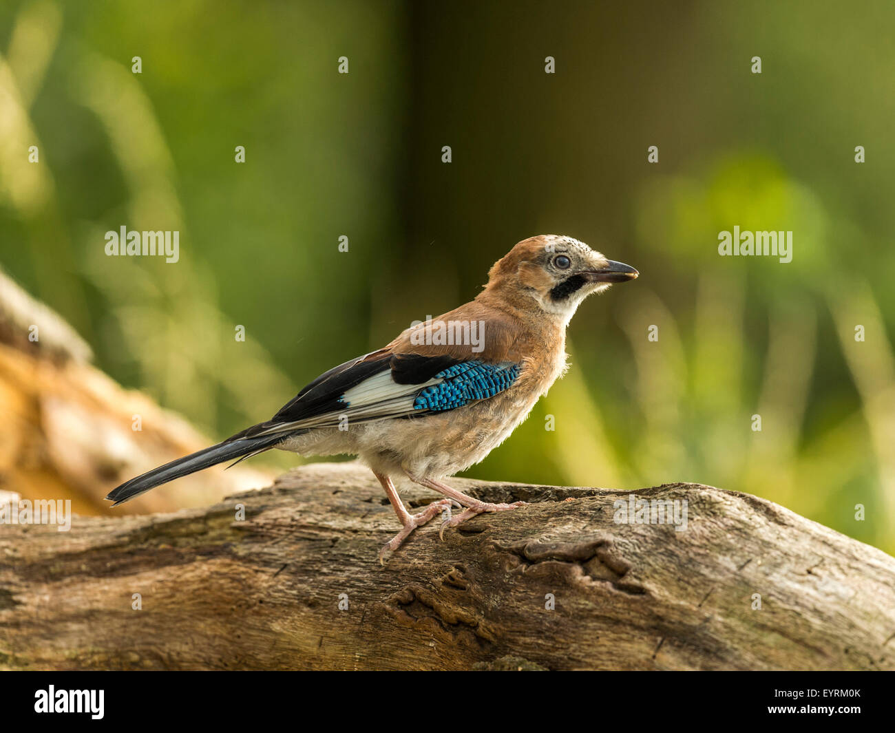 Eurasian Jay représenté perché sur une vieille souche d'arbre en bois délabrées, baigné de soleil en début de soirée. Faisant face à droite ,prolongé. Banque D'Images