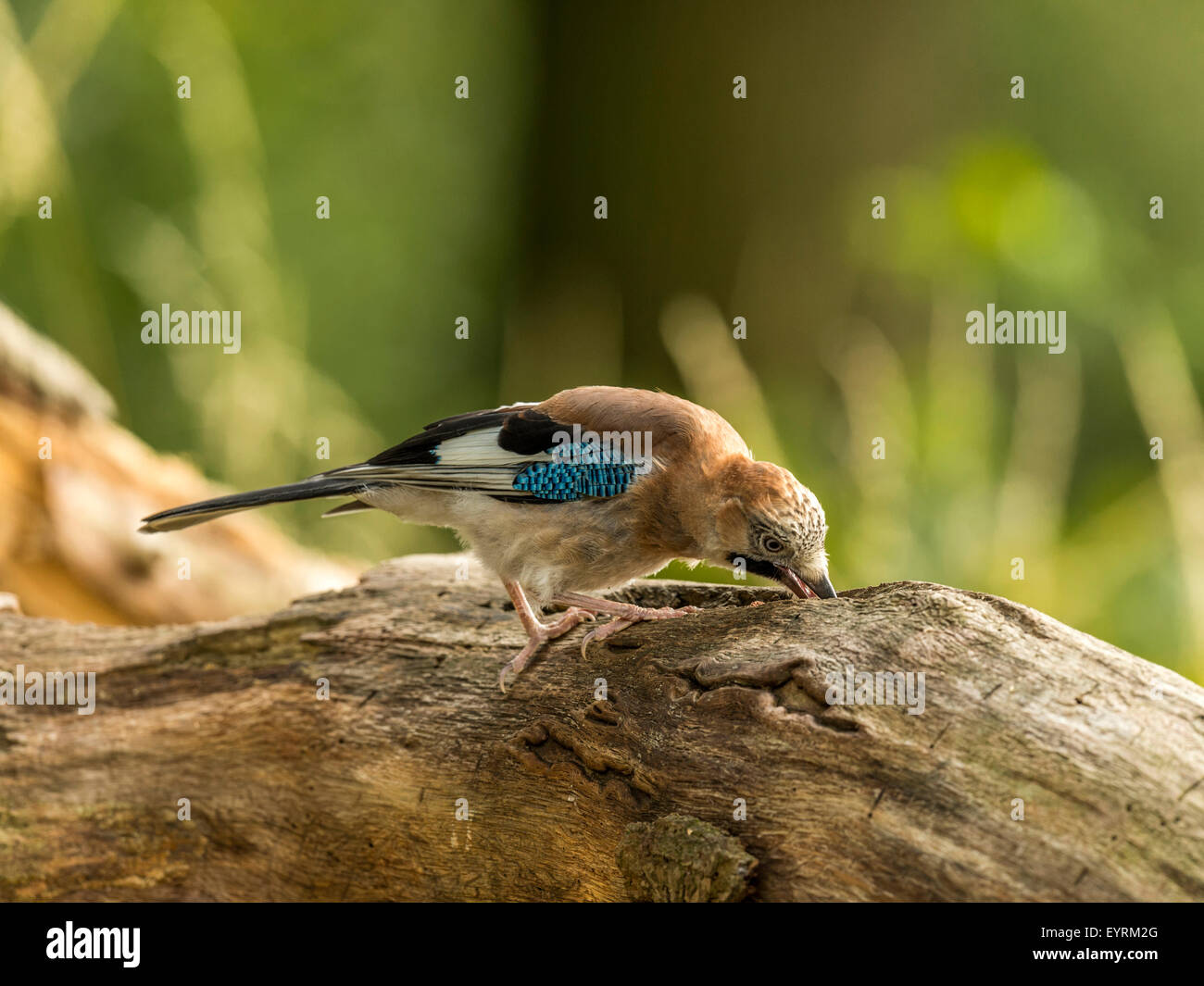 Eurasian Jay représenté perché sur une vieille souche d'arbre en bois délabrées, baigné de soleil en début de soirée. Visiblement l'alimentation. Banque D'Images