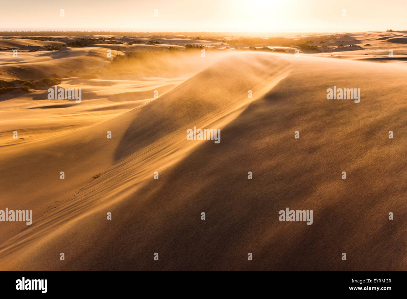 Les USA, l'Amérique, de l'Oregon, les dunes, le désert, le vent, le sable, tempête, la lumière, l'atmosphère, d'or, jaune, panorama, lignes, structures, Décor Banque D'Images Les USA, l'Amérique, de l'Oregon, les dunes, le désert, le vent, le sable, tempête, la lumière, l'atmosphère, d'or, jaune, panorama, lignes, structures, Décor Banque D'Images