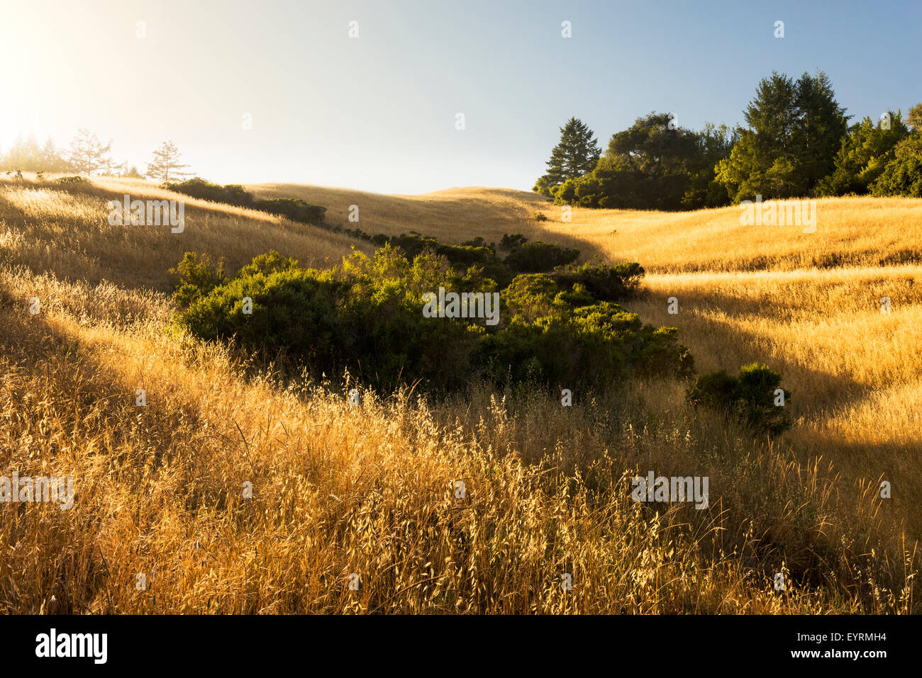 Les USA, l'Amérique, en milieu rural, l'or, la Californie, San Francisco State Park, largeur, champ, l'herbe, lumière, soleil, ombre, Banque D'Images Les USA, l'Amérique, en milieu rural, l'or, la Californie, San Francisco State Park, largeur, champ, l'herbe, lumière, soleil, ombre, Banque D'Images