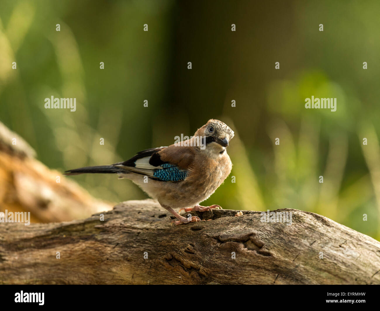 Eurasian Jay représenté perché sur une vieille souche d'arbre en bois délabrées, baigné de soleil en début de soirée. Pudiquement la tête inclinée. Banque D'Images