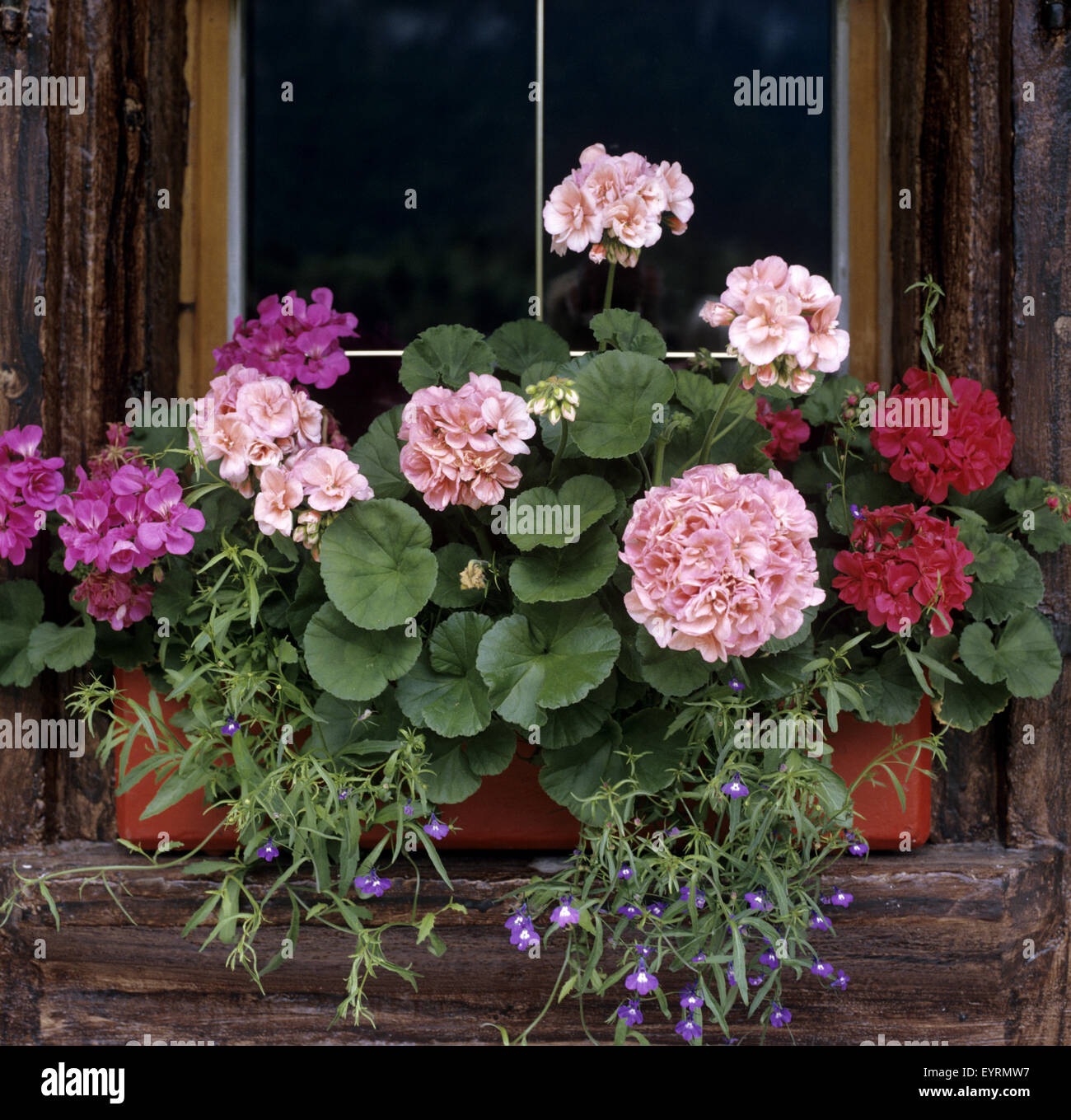Blumenfenster, Fenster mit Blumen, Balkonblumen, Blumen auf Terrasse, Gartenblumen, Kübelpflanzen, Geranien Banque D'Images
