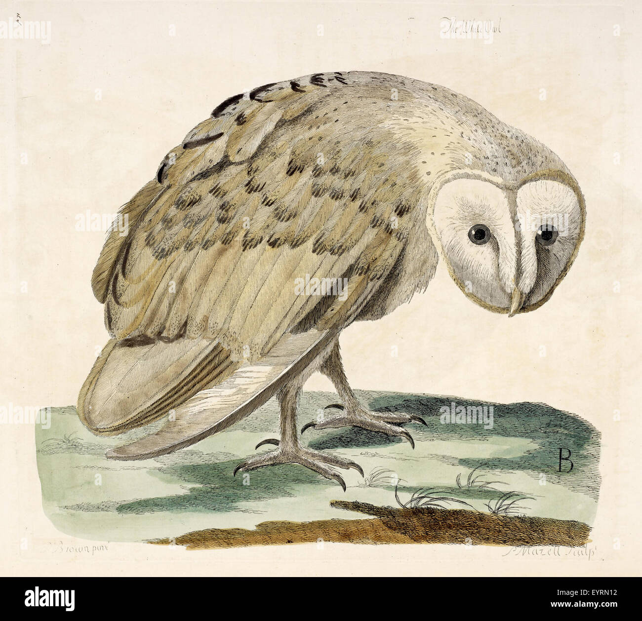 Cette image de 'The British Zoology' représente la chouette blanche, mettant en évidence cette espèce dans le cadre de l'étude de la faune britannique, en soulignant ses caractéristiques et son rôle écologique. Banque D'Images