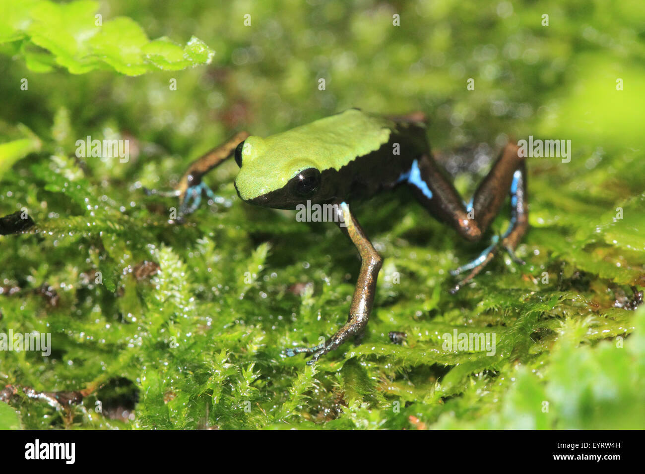 Grenouille Mantella laevigata, doré Banque D'Images