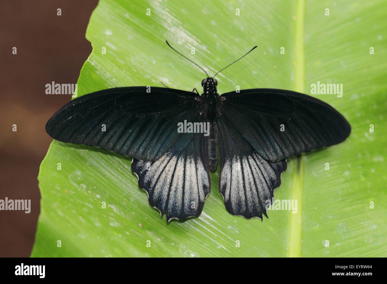 Grand Mormon Papilio memnon Banque D'Images