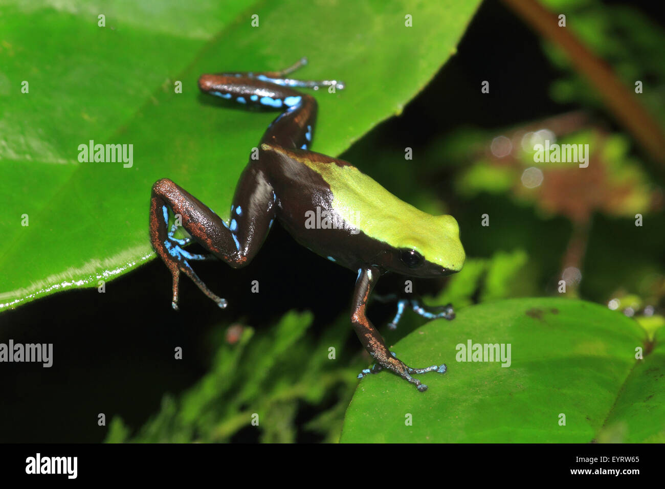 Grenouille Mantella laevigata, doré Banque D'Images
