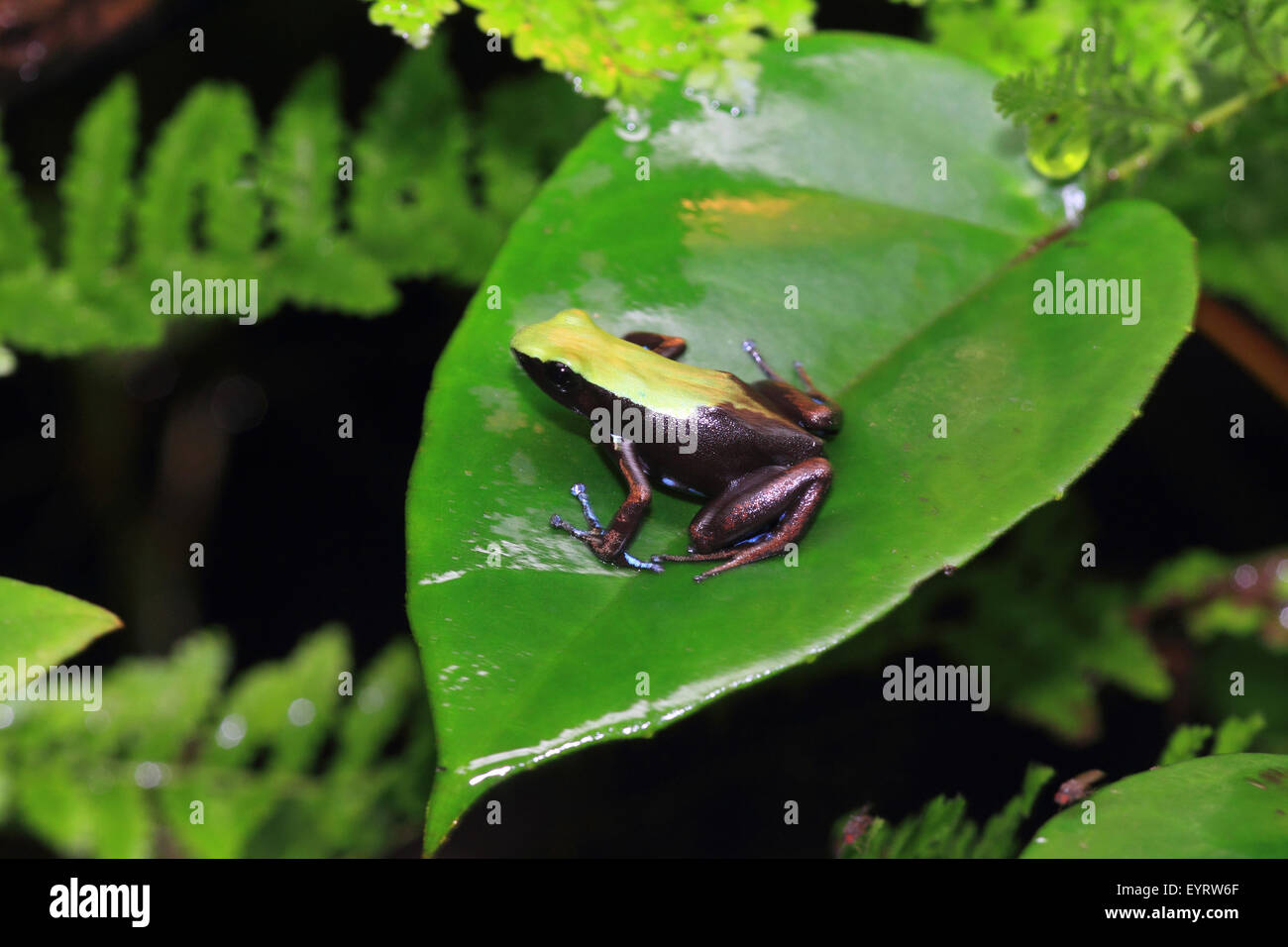 Golden frog sitting on leaf, Mantella laevigata Banque D'Images