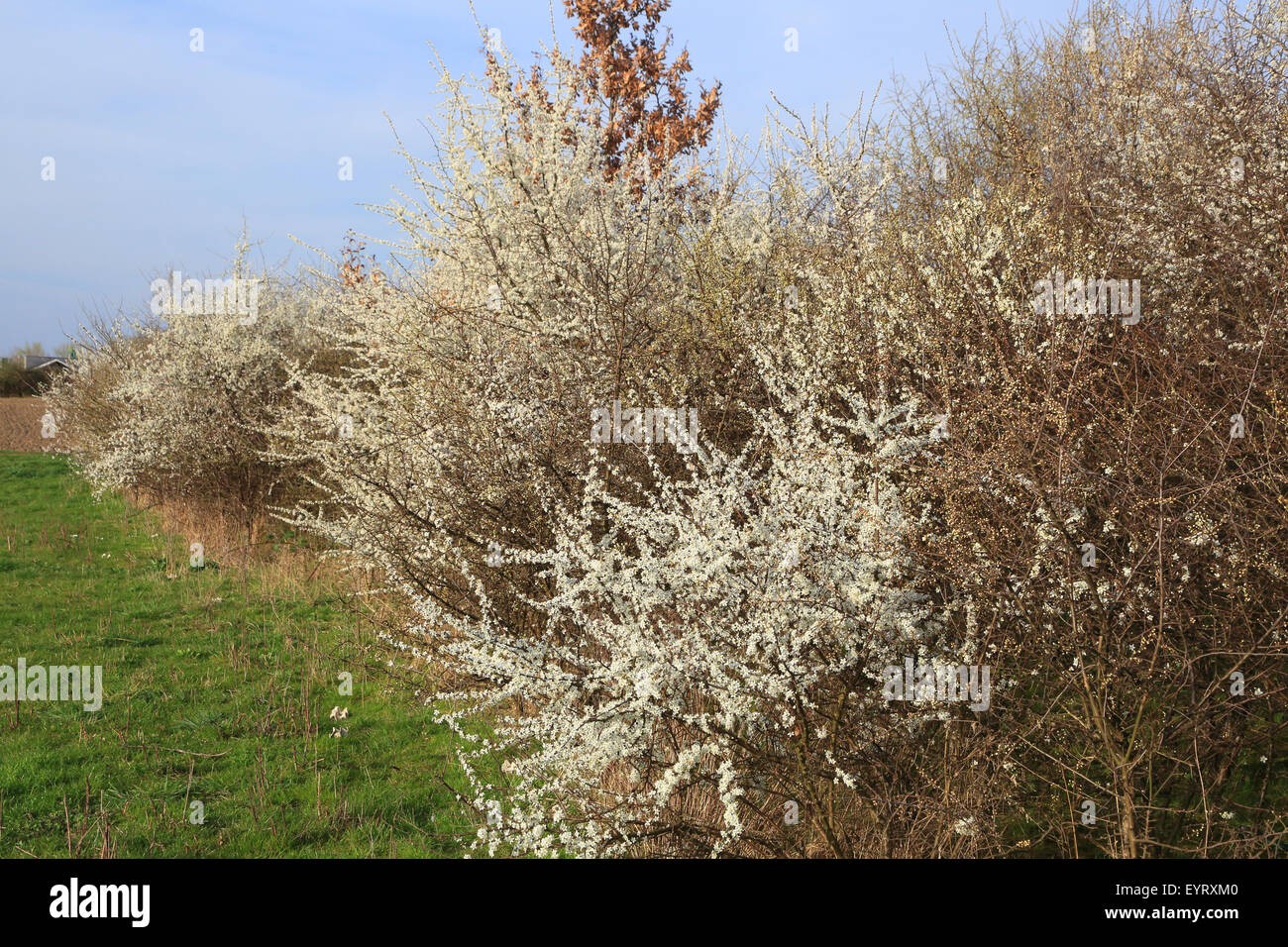 Schlehe Black Thorn, Prunus spinosa Banque D'Images