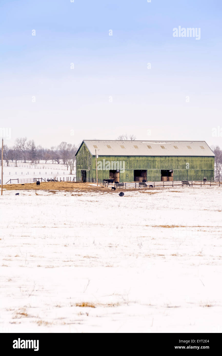 Recouvert de neige ferme avec ferme et du bétail dans la région de pâturin du Kentucky USA Banque D'Images