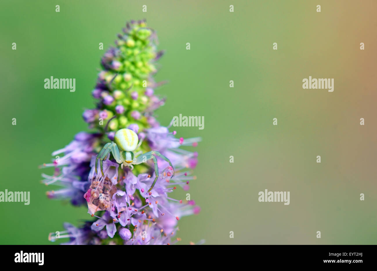 Fleur de crabe Banque de photographies et d’images à haute résolution Alamy
