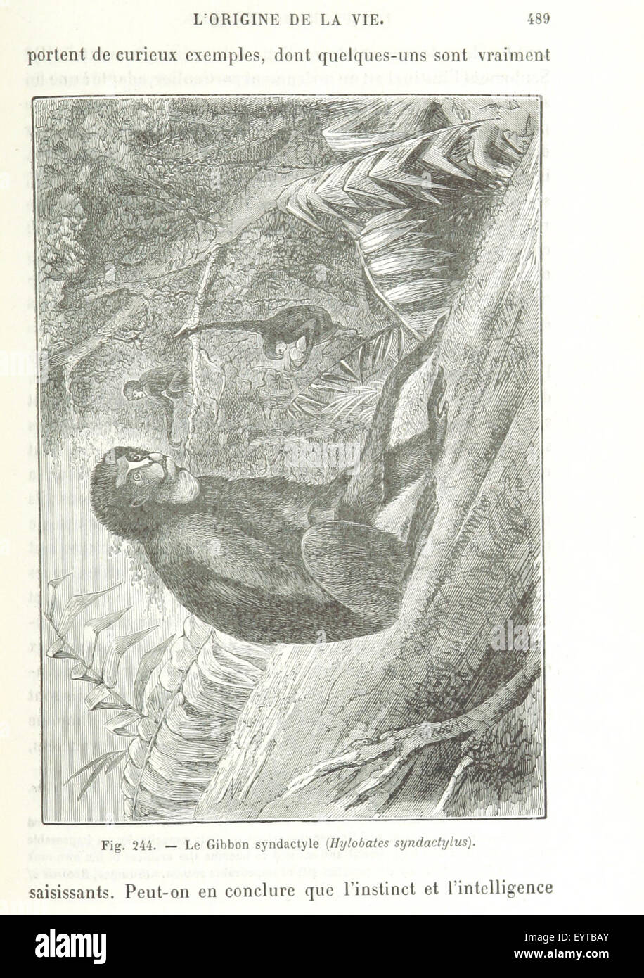 Image tirée de 'les premiers hommes et les temps préhistoriques', illustrant les premiers humains et les temps préhistoriques, mettant en valeur leur vie et leur environnement à travers des figures et illustrations détaillées. Banque D'Images