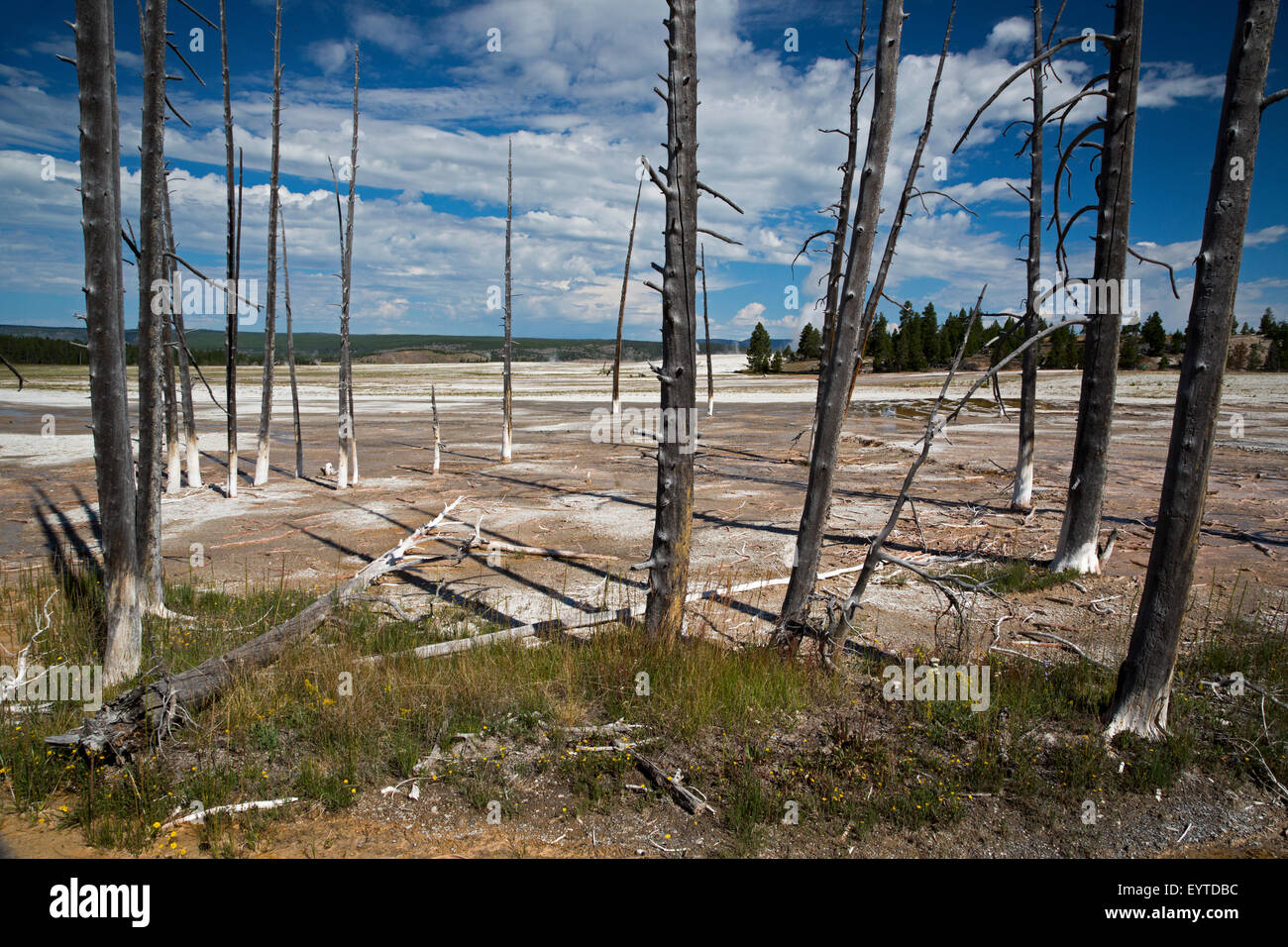 Le Parc National de Yellowstone, Wyoming - arbres morts dans le Lower Yellowstone Geyser Basin. Banque D'Images