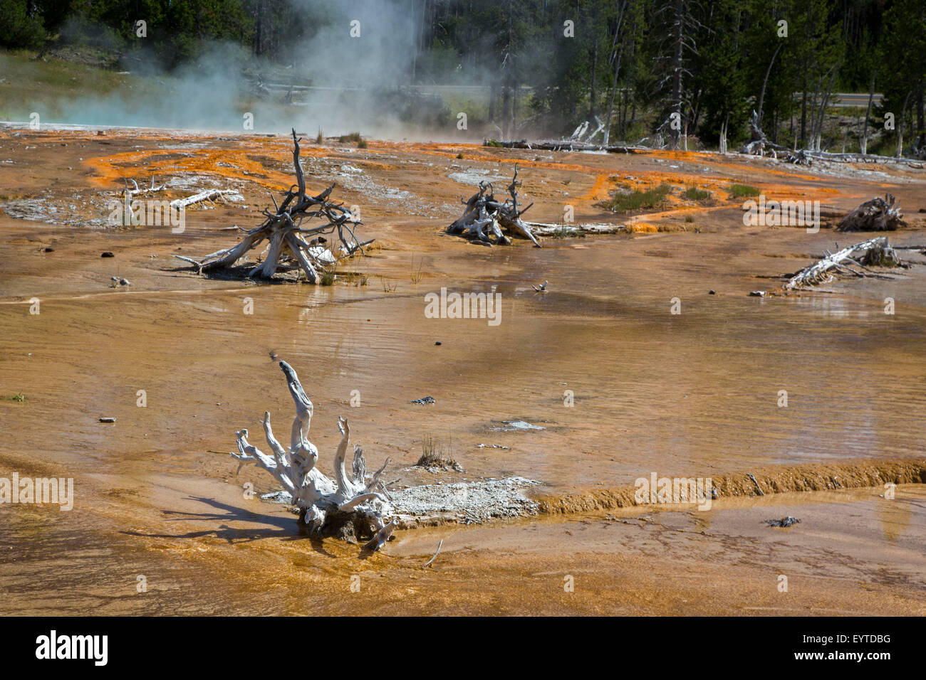 Le Parc National de Yellowstone, Wyoming - arbres morts dans le Lower Yellowstone Geyser Basin. Banque D'Images