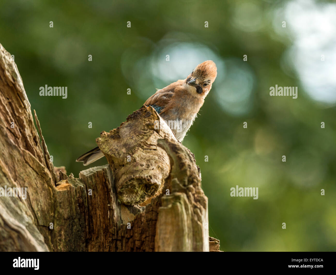 Eurasian Jay représenté perché sur une vieille souche d'arbre en bois délabrées, baigné de soleil en début de soirée. Présentation de siège crest. Banque D'Images